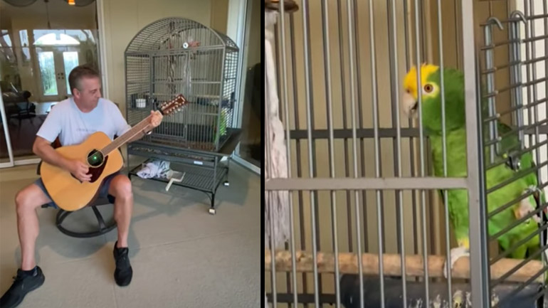 Παπαγάλος τραγουδάει Led Zeppelin