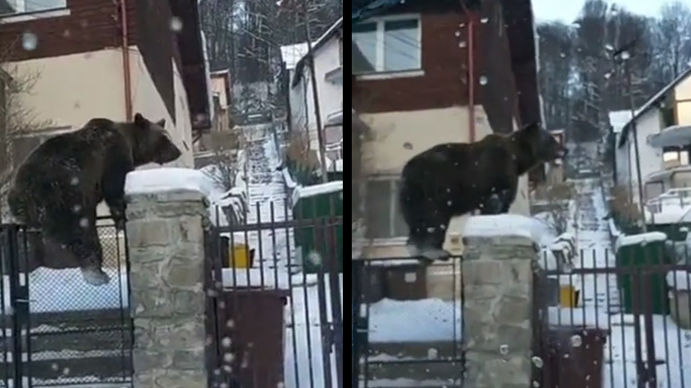 Aρκούδες εισβάλουν στην αυλή ενός σπιτιού 
