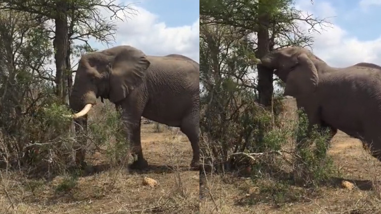 Η δύναμη ενός ελέφαντα