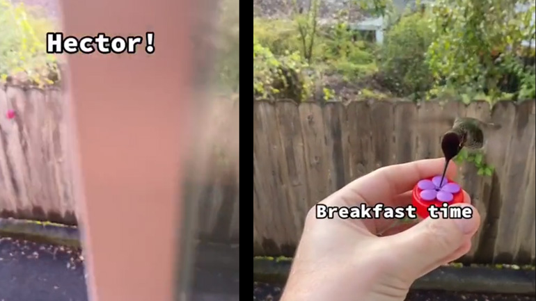 Κολιμπρί έρχεται να πάρει το πρωινό του