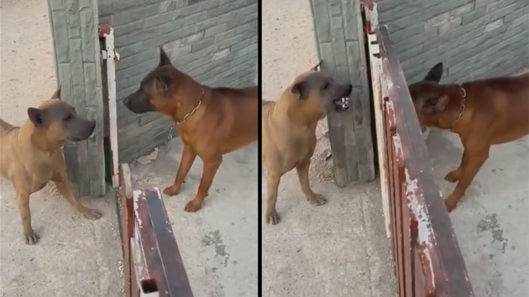 Σκύλοι τσακώνονται μπροστά σε γκαραζόπορτα