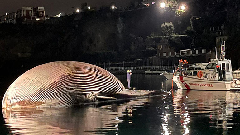 Ιταλία: Νεκρή ανασύρθηκε μια από τις μεγαλύτερες φάλαινες της Μεσογείου