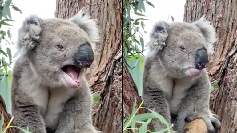To θυμωμένο κοάλα