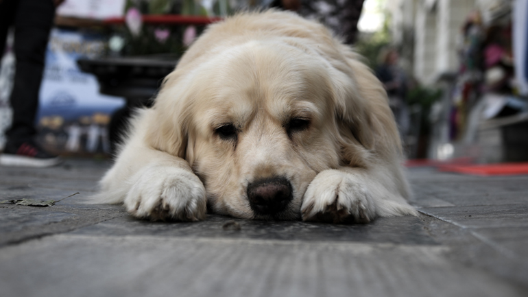 Ένα σκυλάκι γλύκανε ψυχές…