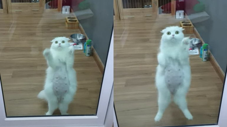 Η ενθουσιασμένη γάτα