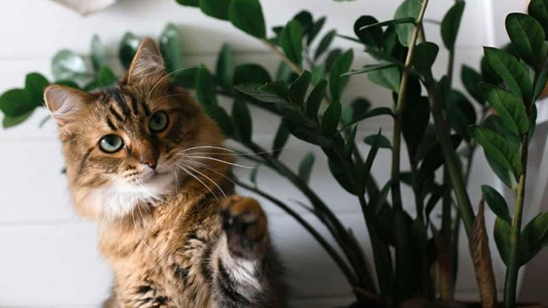 Τα φυτά που είναι επικίνδυνα για τη γάτα σας