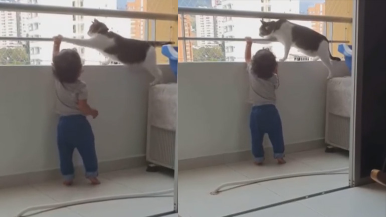 Η γάτα μαλώνει το μικρό παιδί
