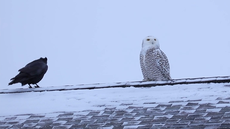 Κουκουβάγια και κοράκι συνομιλούν