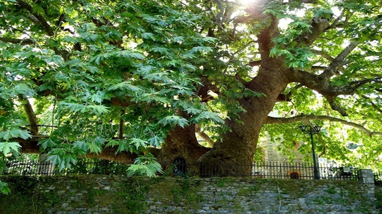 Με αφανισμό κινδυνεύουν εκατομμύρια πλάτανοι στην Ελλάδα