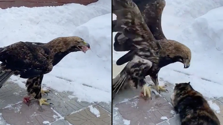 Ήθελε και η γάτα ένα κομμάτι