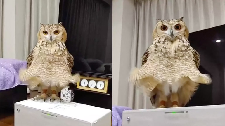 H κουκουβάγια στο κλιματιστικό