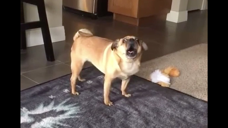 Ο σκύλος χάλασε