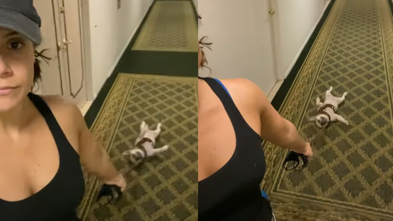 Ο σκύλος βαριέται υπερβολικά