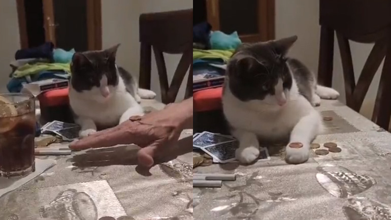 Η γάτα μαθαίνει ένα κόλπο Η γάτα μαθαίνει ένα κόλπο