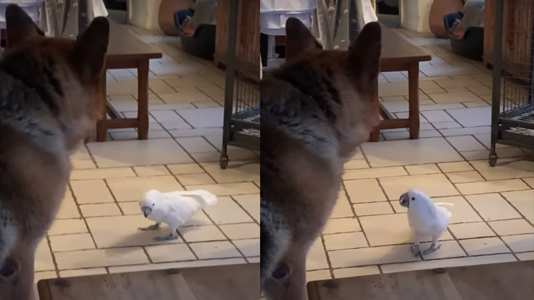 O σκύλος ακούει τον παπαγάλο