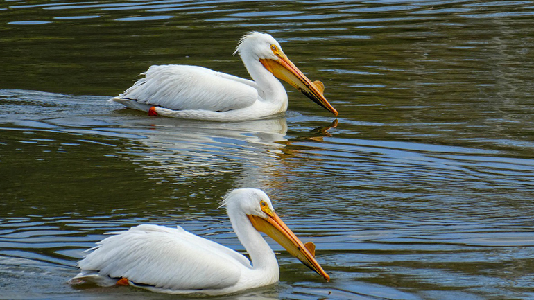 Σενεγάλη: Εκατοντάδες πελεκάνοι βρέθηκαν νεκροί σε ένα καταφύγιο πουλιών