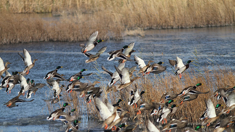 Έρευνα: Κυνηγοί «χτυπούν» ακόμα και προστατευόμενα είδη στο Δέλτα του Έβρου