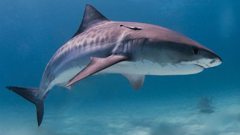 Οι καρχαρίες και τα σαλάχια των ωκεανών έχουν μειωθεί κατά 71% από το 1970 μέχρι σήμερα