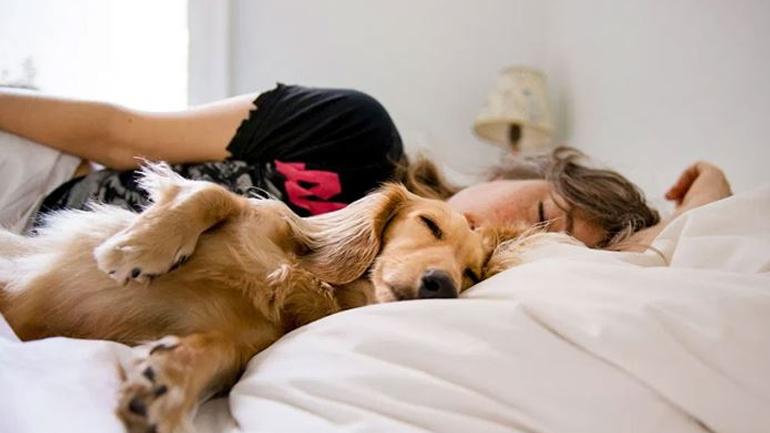 Τι να κάνετε εάν ο σκύλος σας ανεβαίνει στο κρεβάτι