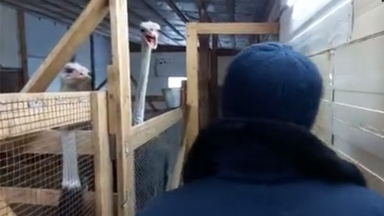 Πώς ηρεμεί μια στρουθοκάμηλος