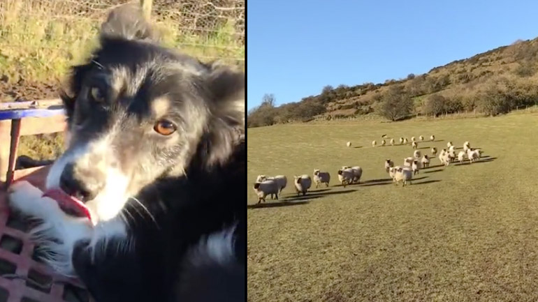 Τσοπανόσκυλο συγκεντρώνει τα πρόβατα
