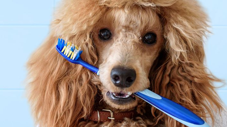 Πώς να βουρτσίζετε τα δόντια του σκύλου σας