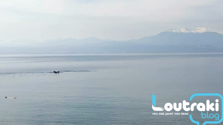 Εντυπωσιακές εικόνες στο Λουτράκι: Δελφίνια βγήκαν στα ρηχά