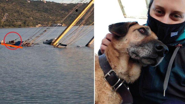 Χανιά: Συγκίνηση για τον σκύλο που σώθηκε από το βυθισμένο ιστιοφόρο