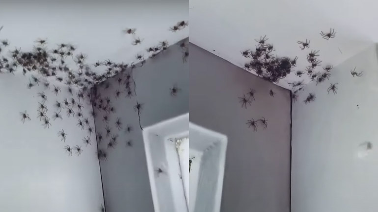 Γυναίκα ανακαλύπτει δύο οικογένειες αραχνών