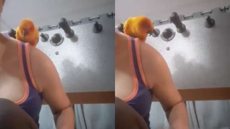 Παπαγάλος μιμείται ένα σφυρί Παπαγάλος μιμείται ένα σφυρί