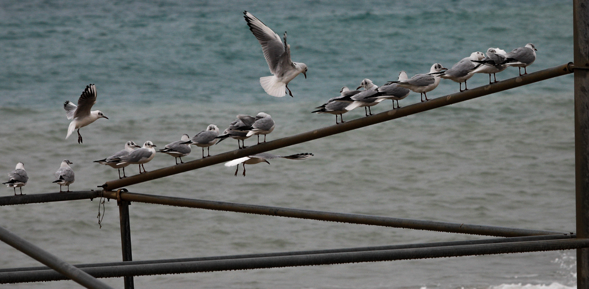 Γλάροι στο Φάληρο