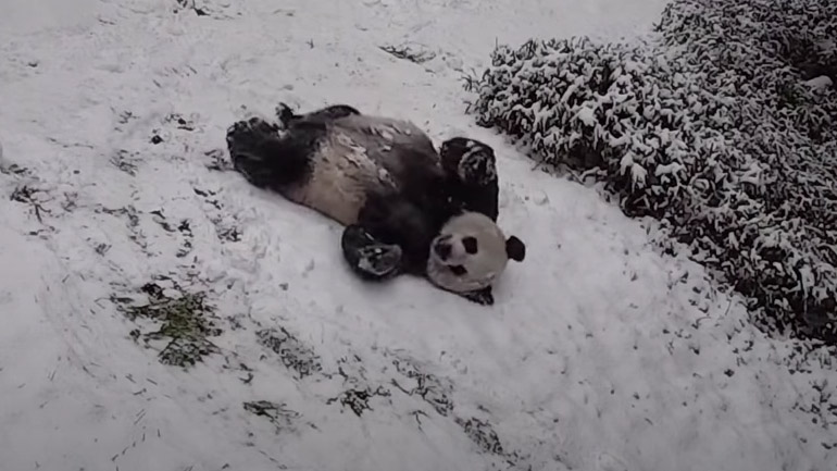 Δύο πάντα διασκεδάζουν στο χιόνι