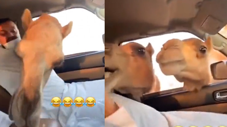 Όταν ο φίλος φοβάται τις καμήλες