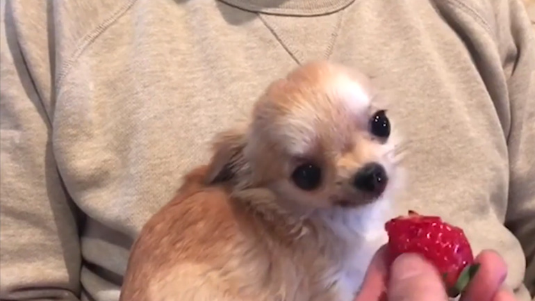 Τσιουάουα τρώει μια φράουλα Τσιουάουα τρώει μια φράουλα