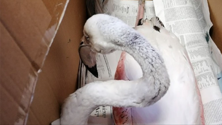 Χαλκιδική: Δηλητηρίασαν φλαμίνγκο με μόλυβδο