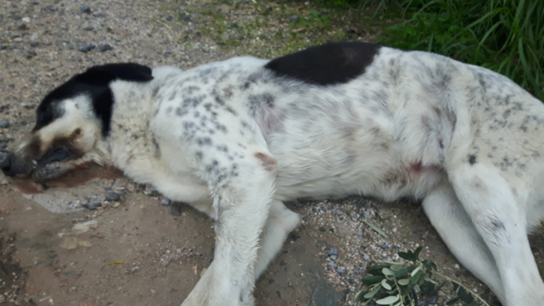 Νεκρά σκυλιά στον Κάλαμο από φόλες – Ανάστατοι οι κάτοικοι