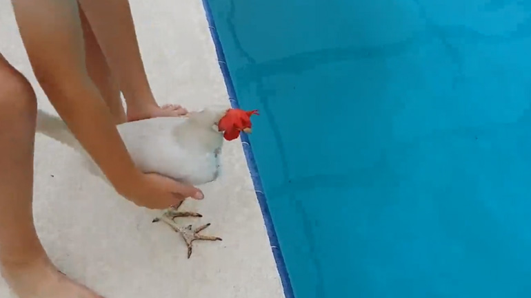 Μπορούν οι κότες να κολυμπήσουν; Μπορούν οι κότες να κολυμπήσουν;