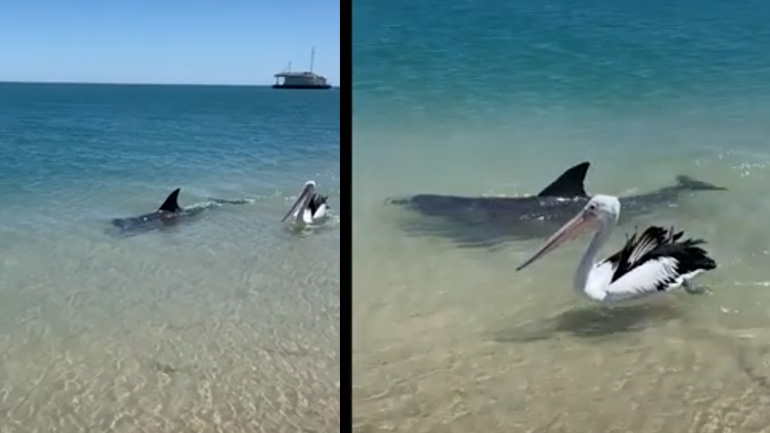 Δελφίνι και πελεκάνος κολυμπούν μαζί σε μια παραλία