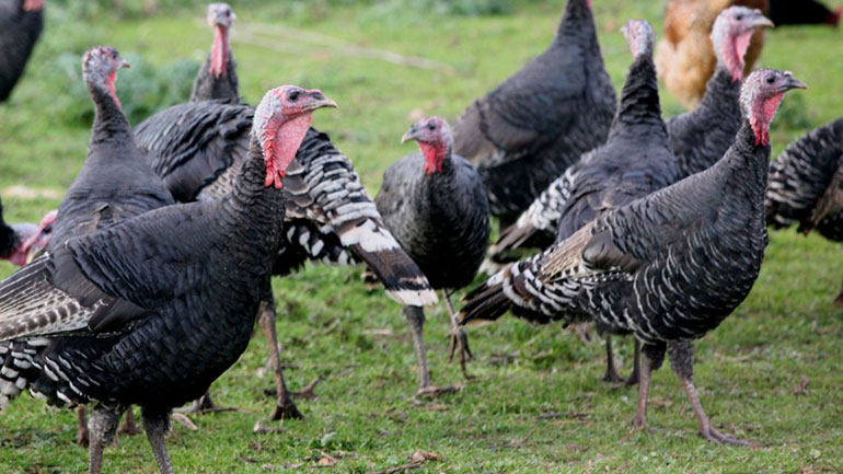 Γερμανία: Στη σφαγή οδηγήθηκαν 14.000 γαλοπούλες μετά τον εντοπισμό εστίας της γρίπης των πτηνών