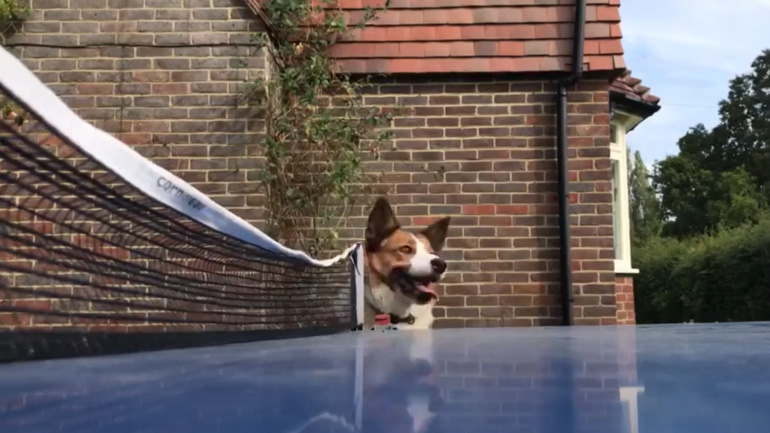 Σκύλος διαιτητής σε αγώνα πινγκ πονγκ