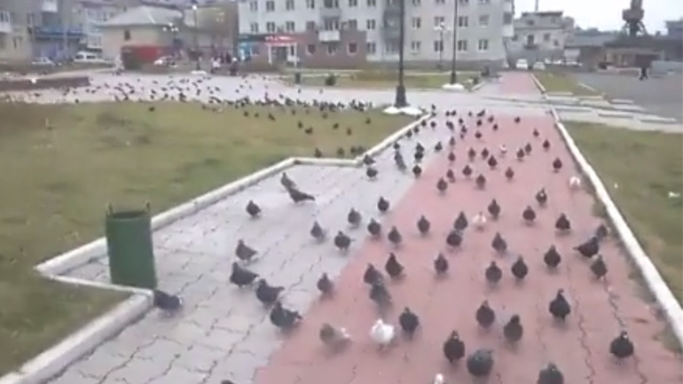 Πώς θα φτιάξετε έναν στρατό περιστεριών