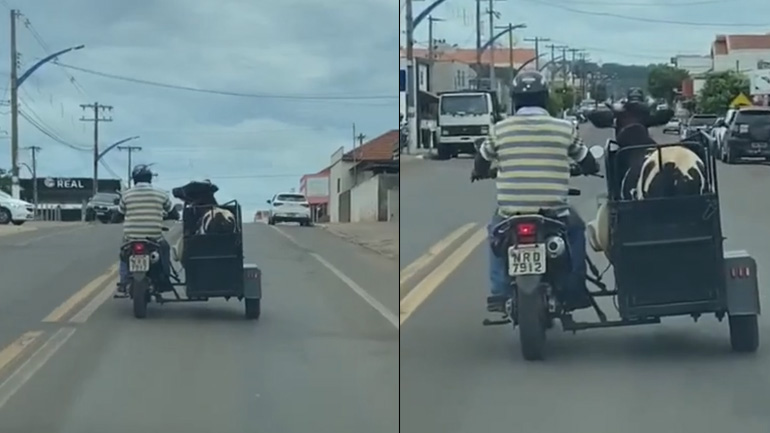 Άνδρας μεταφέρει αγελάδα με μηχανή