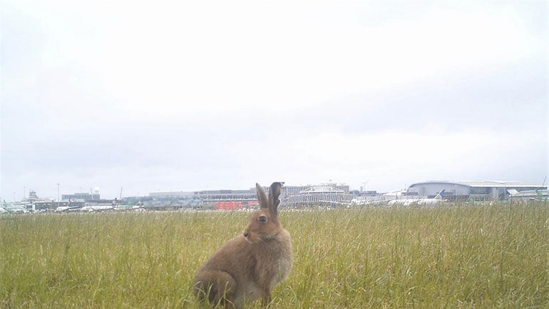 Ολοένα και περισσότερα ζώα τραυματίζονται από αεροπλάνα κάθε χρόνο σε πολλές χώρες, κυρίως κατά την προσγείωση
