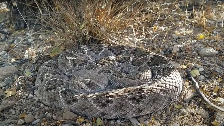 Kροταλίας ξυπνάει απότομα