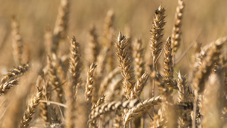 Κίνα: Οι πωλήσεις σιτηρών κεντρικής διαχείρισης υπερδιπλασιάστηκαν το 2020
