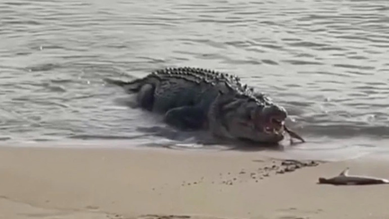 Tεράστιος κροκόδειλος καταπίνει δύο μικρούς καρχαρίες