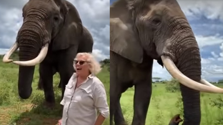 Ελέφαντας κρύβει το καπέλο μιας γυναίκας