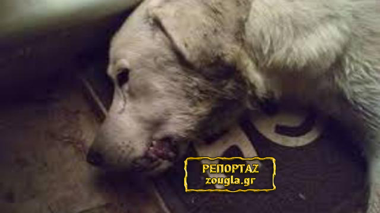 Μυστηριώδεις ακαριαίοι θάνατοι ζώων στο κέντρο της Ξάνθης – Υποψιάζονται χρήση δηλητηρίων