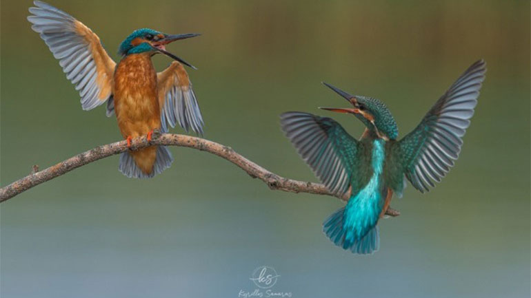 Θεσσαλονίκη: Τρυφερός καβγάς δύο πουλιών κερδίζει βραβείο σε διαγωνισμό φωτογραφίας