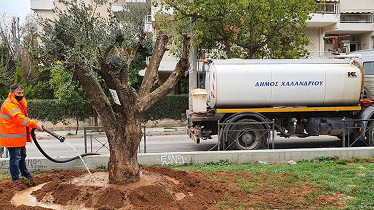 Τρεις αιωνόβιες ελιές «ρίζωσαν» στο Χαλάνδρι